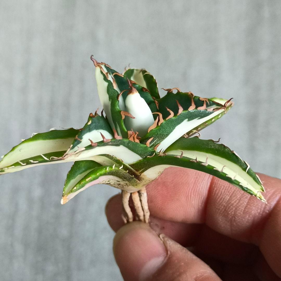 A188 特選 アガベ チタノタ 太陽神錦 極白中斑錦 明錦 永久斑 安定錦